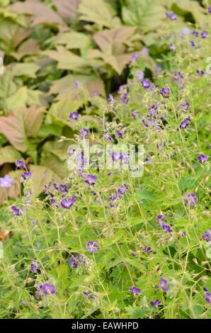 Dusky cranesbill (Geranium phaeum 'lily Lovell') Stockfoto