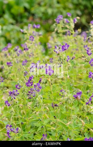 Dusky cranesbill (Geranium phaeum 'lily Lovell') Stockfoto