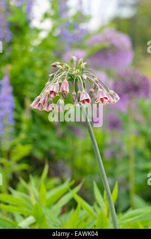 Sizilianischen Honig Lilie (Allium Siculum Sy Nectaroscordum Siculum Subspecies Bulgaricum) Stockfoto