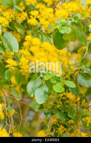 Sah - gezahnte Azara (azara serrata 'Anden gold') Stockfoto