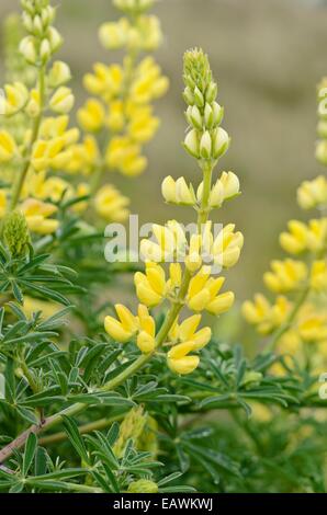 Gelbe Baum Lupine (Lupinus Arboreus) Stockfoto