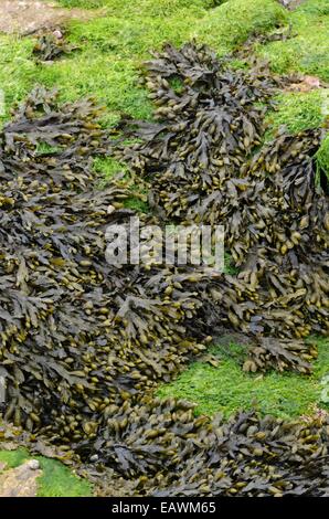 Blase Rack (Fucus vesiculosus) Stockfoto