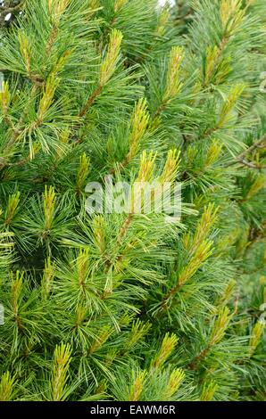 Weymouths Kiefer (Pinus strobus 'ensa') Stockfoto