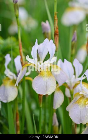 Sibirische Schwertlilie (Iris pumila 'langthorns Pink') Stockfoto