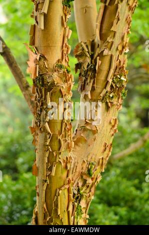 Paperbark Ahorn (Acer griseum) Stockfoto