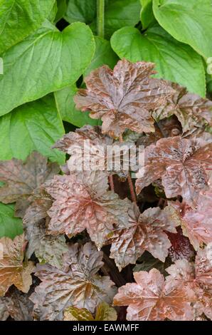 Fugendüse (alumroot Heuchera micrantha 'Palace purple') Stockfoto