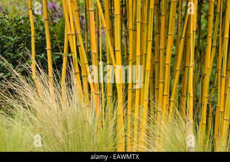 Bambus (phyllostachys aureosulcata pectabilis') Stockfoto