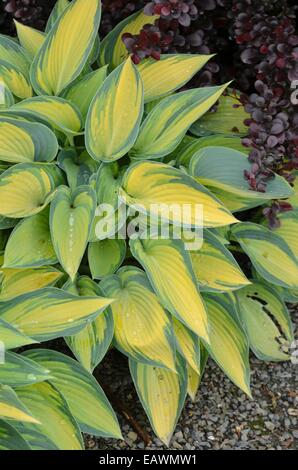 Wegerich Lily (hosta Juni) Stockfoto