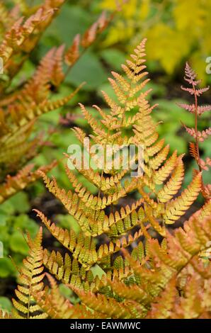 Lacy Herbstfarn (Dryopteris erythrosora var. produlifica) Stockfoto