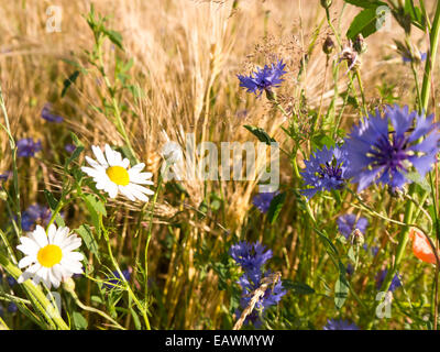 Kamille, Kornblume, Gerste in der Nähe eines Feldes im Sommer Stockfoto