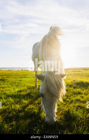 Weißes Pferd grast in einem sonnendurchfluteten Feld Stockfoto