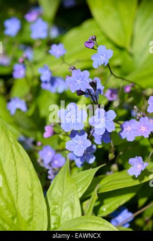 Kappadokischen navelwort (omphalodes cappadocica 'Cherry Ingram') Stockfoto