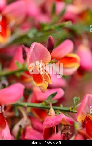 Warminster Ginster (cytisus x Beurre 'Hollandia') Stockfoto