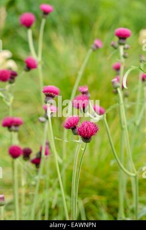 Bach Thistle (cirsium rivulare 'atropurpureum') Stockfoto