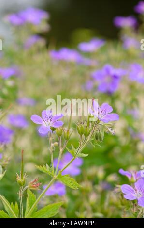 Wald-storchschnabel (Geranium sylvaticum 'mayflower') Stockfoto