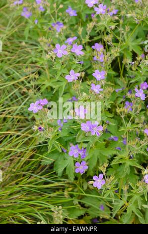 Wald-storchschnabel (Geranium sylvaticum 'mayflower') Stockfoto