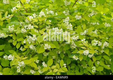 Süße mock orange (Cornus alba 'Sibirica coronarius 'aureus') Stockfoto