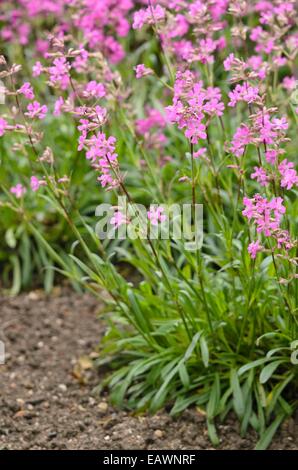 Klebrige catchfly (Lupinus viscaria Syn. silene viscaria) Stockfoto