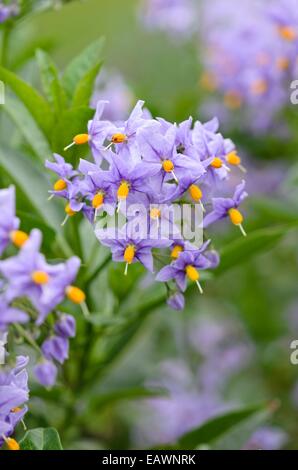 Chilenische Nachtschatten (Solanum Crispum' glasnevin") Stockfoto