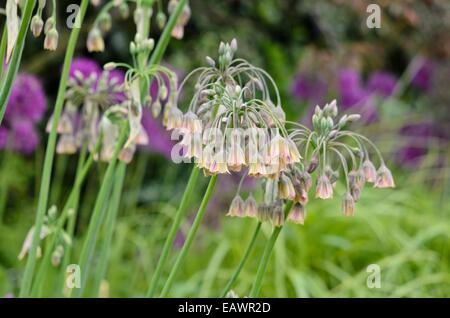 Sizilianischen Honig Lilie (Allium Siculum Sy Nectaroscordum Siculum Subspecies Bulgaricum) Stockfoto