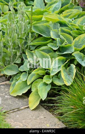 Wegerich Lily (Hosta sieboldiana 'frances Williams') Stockfoto