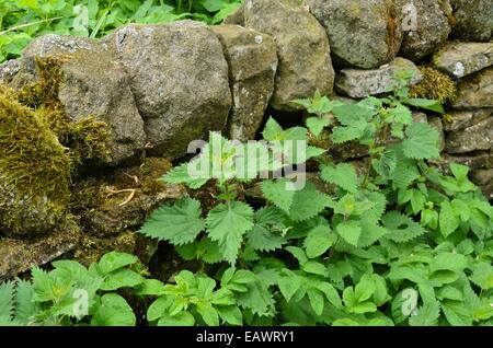 Große Brennnessel (Urtica dioica) auf einem moosigen Mauer aus Stein Stockfoto