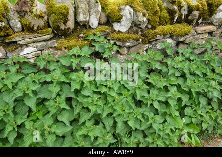 Große Brennnessel (Urtica dioica) auf einem moosigen Mauer aus Stein Stockfoto