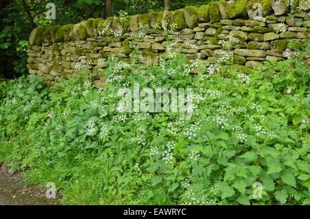 Wilder Kerbel (anthriscus sylvestris) und große Brennnessel (Urtica dioica) auf einem moosigen Mauer aus Stein Stockfoto