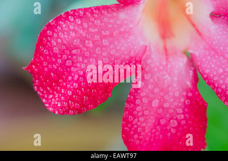 Nahaufnahme der Blüte Impala Lily Adenium - Desert Rose Stockfoto