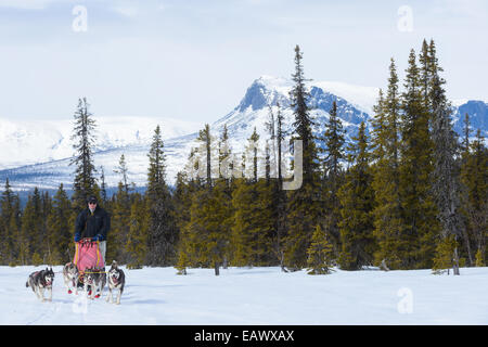 Musher und sein Hundeteam Reisen über eine verschneite Landschaft Stockfoto