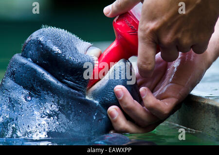 Spezialist für Meeressäuger Fütterung ein verwaistes Amazonas Manatee-Kalb mit eine Milchflasche. Stockfoto