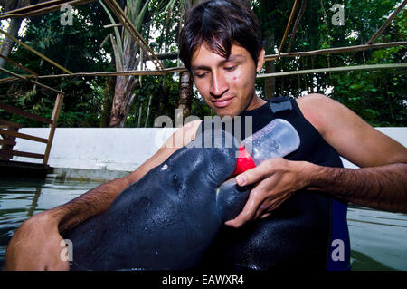 Spezialist für Meeressäuger Fütterung ein verwaistes Amazonas Manatee-Kalb mit eine Milchflasche. Stockfoto