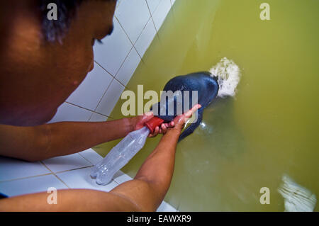 Spezialist für Meeressäuger Fütterung ein verwaistes Amazonas Manatee-Kalb mit einer Milchflasche in einem Bad. Stockfoto