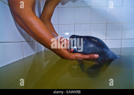 Spezialist für Meeressäuger Fütterung ein verwaistes Amazonas Manatee-Kalb mit einer Milchflasche in einem Bad. Stockfoto