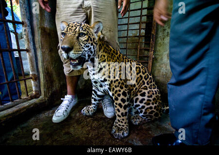 Ein Handaufzucht Jaguar ruht in einem Zoo Käfig nach Beschlagnahme von einem Privathaus zu halten. Stockfoto