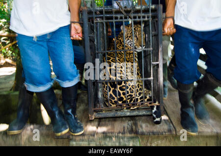 Regierungsbeamte und Tierpfleger tragen einen beschlagnahmten Jaguar in einem Stahlkäfig, eine Verwahrungsanstalt. Stockfoto