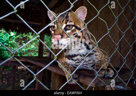 Ein Ozelot von Wilderern beschlagnahmt ruht in einem Käfig in einem Zoo in den Amazonas-Regenwald. Stockfoto
