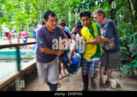 Park Rangers und die Meeressäuger Experten führen eine Amazonas-Delfin zu einem neuen sauberen Pool. Stockfoto