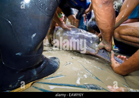 Park Rangers und die Meeressäuger Experten zurückhalten eines Amazon River Dolphin für Prüfung. Stockfoto