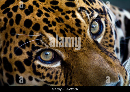 Ein intensives starren aus einem Jaguar im Amazonasbecken Raubfisch. Stockfoto