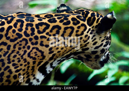 Die rosigen Markierungen auf das Fell eines Jaguars hören Klänge im nahe gelegenen Regenwald. Stockfoto