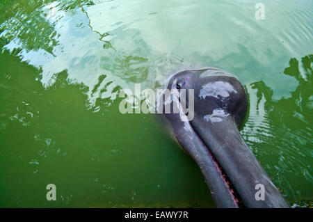 Ein Amazonas-Flussdelfin schmiegt eine Kameralinse mit seinem langen Schnabel. Stockfoto