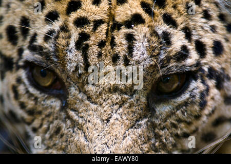 Die bedrohlichen Blick eines Jaguars, Raubfisch des Amazonas-Regenwaldes. Stockfoto