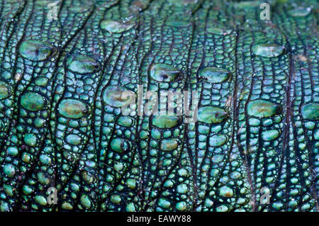 Die prähistorischen grünen Schuppen an der Flanke einer nördlichen Kaiman Echse. Stockfoto