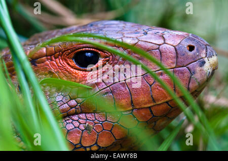 Die rote skaliert Kopf einer nördlichen Kaiman Echse Jagd im Schilf neben einem Fluss. Stockfoto