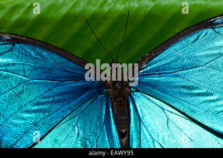 Die schillernden metallic blau Skalen und Venen auf dem Flügel des Menelaos Blue Morpho Schmetterling. Stockfoto