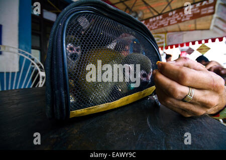 Nachdem er von Wilderern gefangen und als Haustiere verkauft sitzen Totenkopfäffchen in eine Transportbox in einem Café. Stockfoto