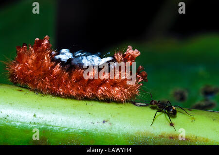 Eine dicke Schicht von giftigen Haaren schützt Tarchon Larven von einer Motte vor Angriffen durch eine Ameise. Stockfoto