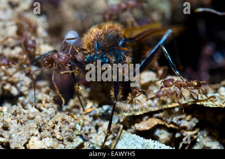 Blatt Scherblock Ameise Soldaten Angriff auf eine alate um es aus dem Nest für ein nuptial Flug fahren. Stockfoto