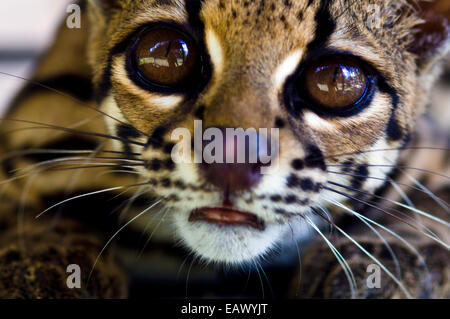 Die breiten, ängstlichen Augen eine Tigerkatze in einem Käfig nach seiner Rettung vor Wilderern. Stockfoto
